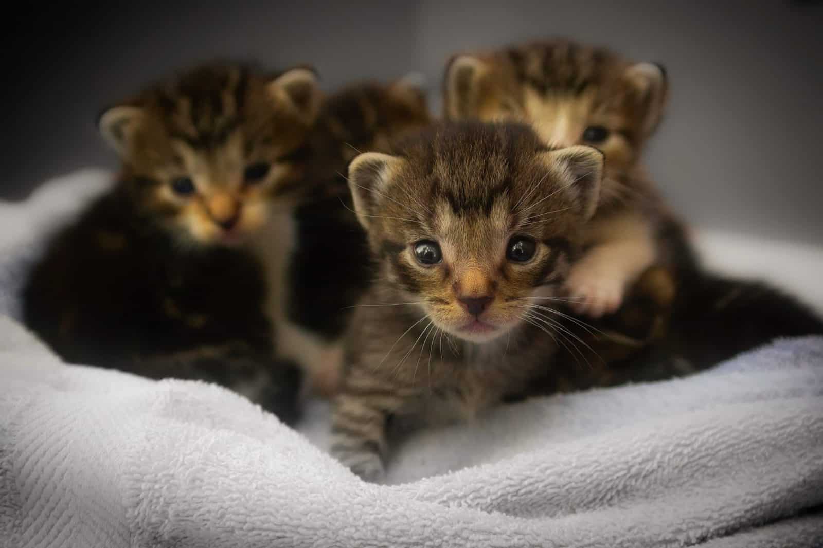 Kittens 1824367
