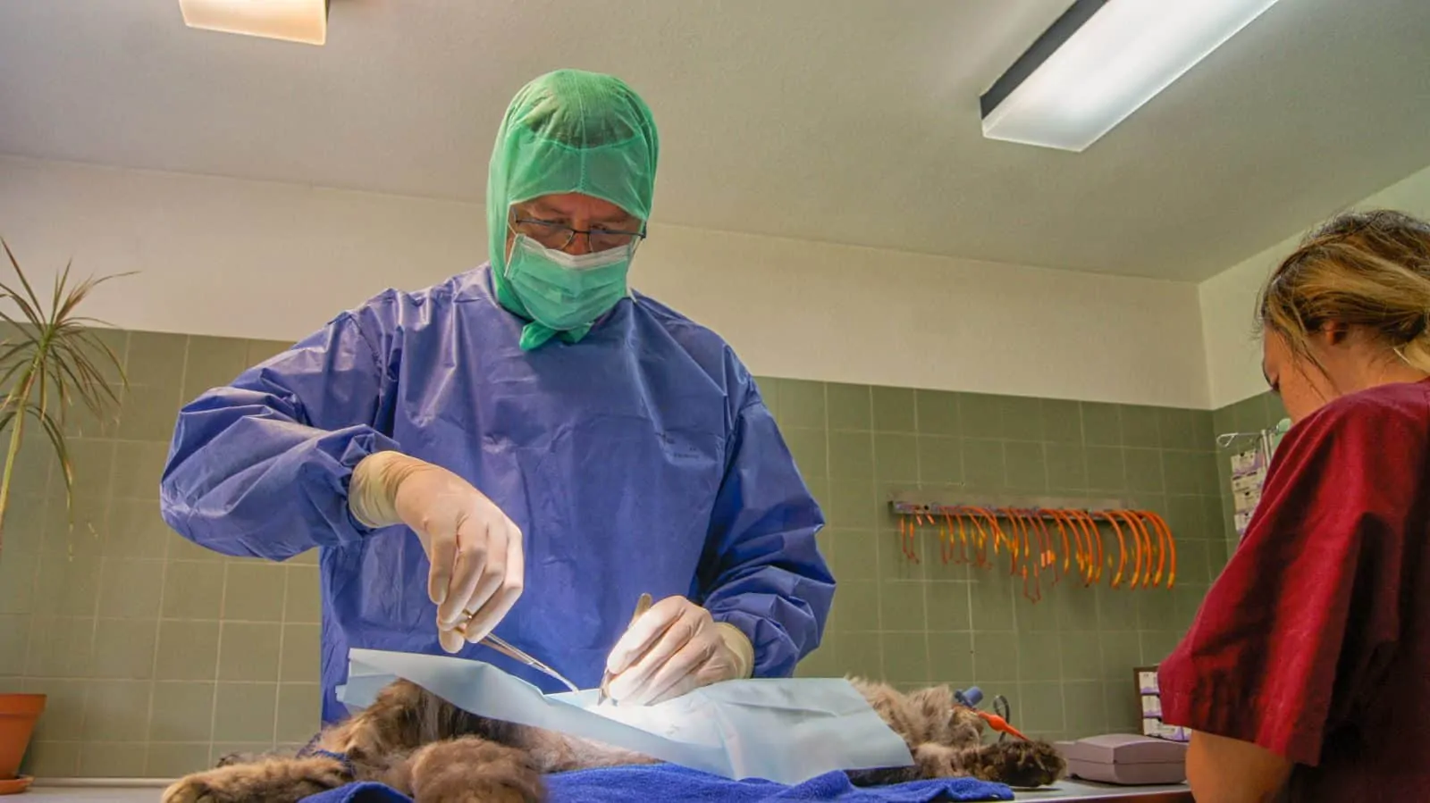Tierarzt Konstanz Dr Von Haenisch Chirurgie 01