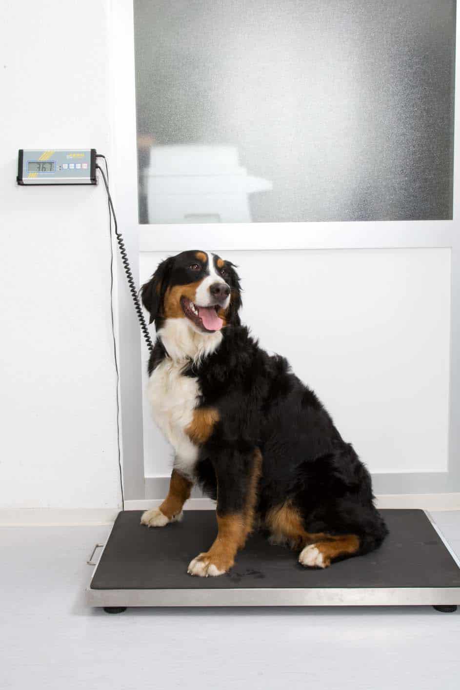 Tierarzt Konstanz Dr Von Haenisch Impfung 02