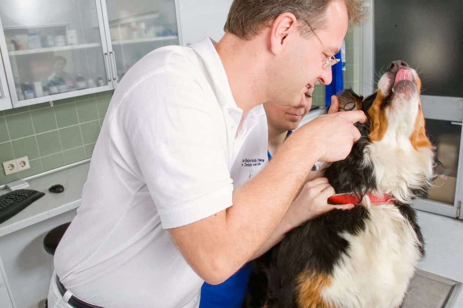 Tierarzt Konstanz Dr Von Haenisch Internistik 02