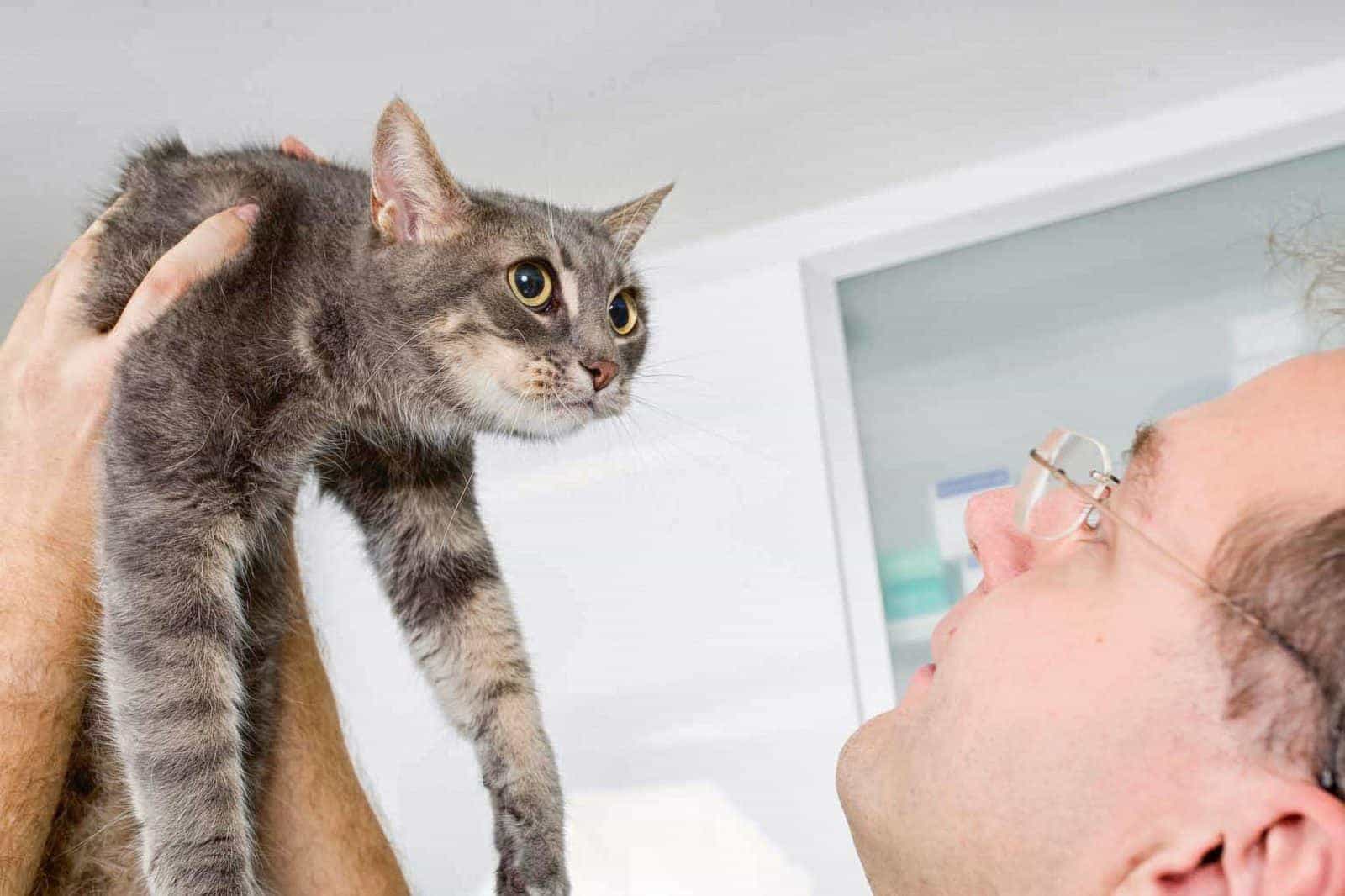 Tierarzt Konstanz Dr Von Haenisch Ophtalmologie 02