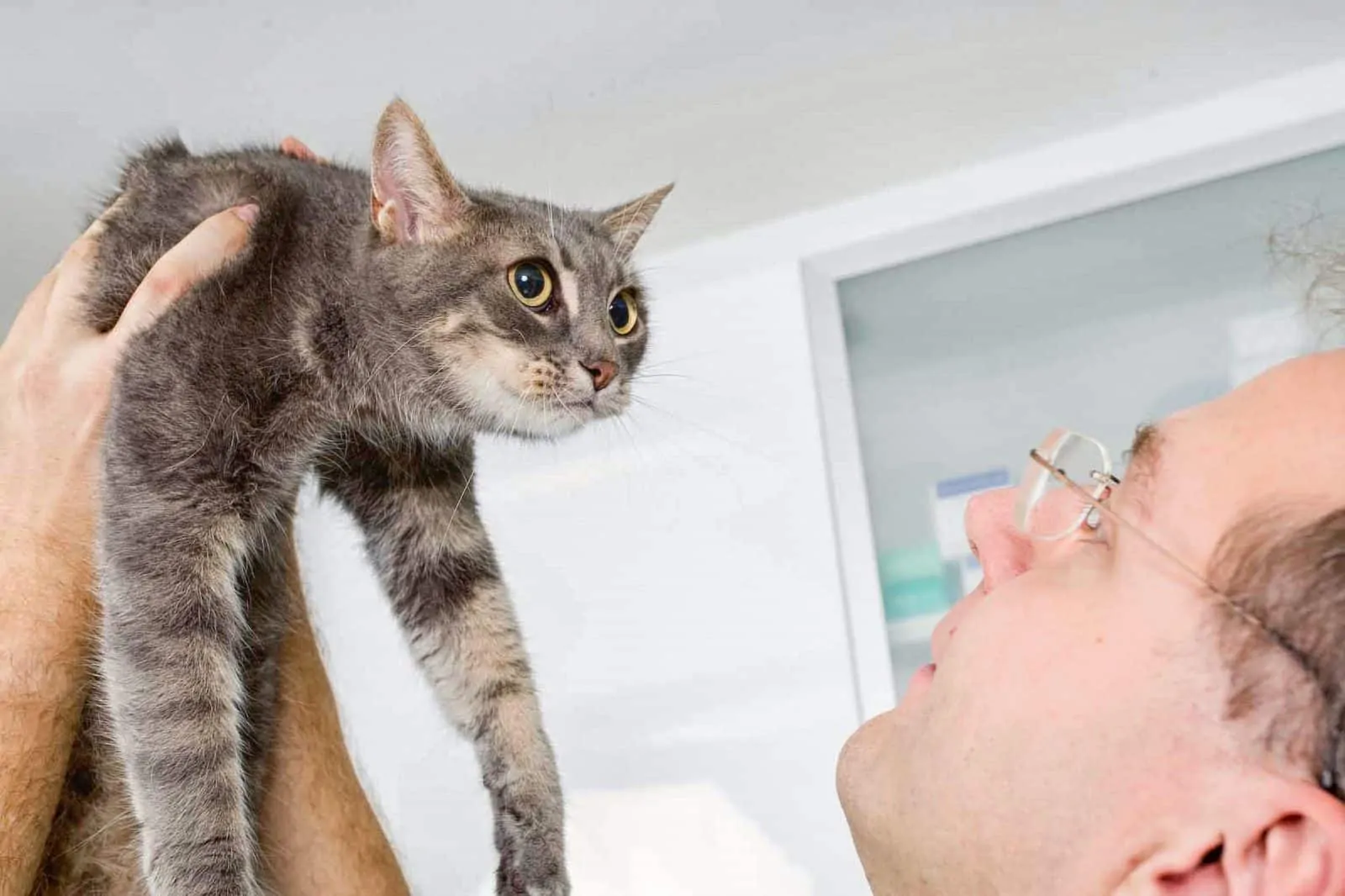 Tierarzt Konstanz Dr Von Haenisch Ophtalmologie 02