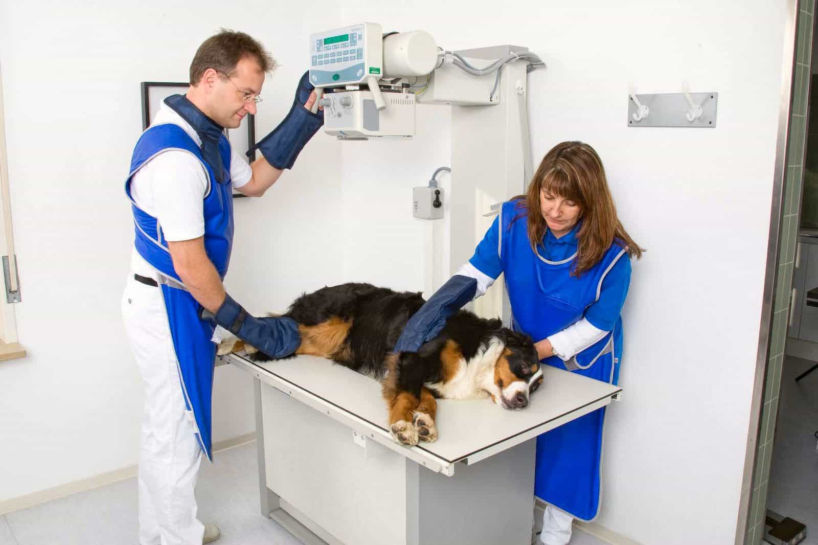 Tierarzt Konstanz Dr Von Haenisch Roentgen 02