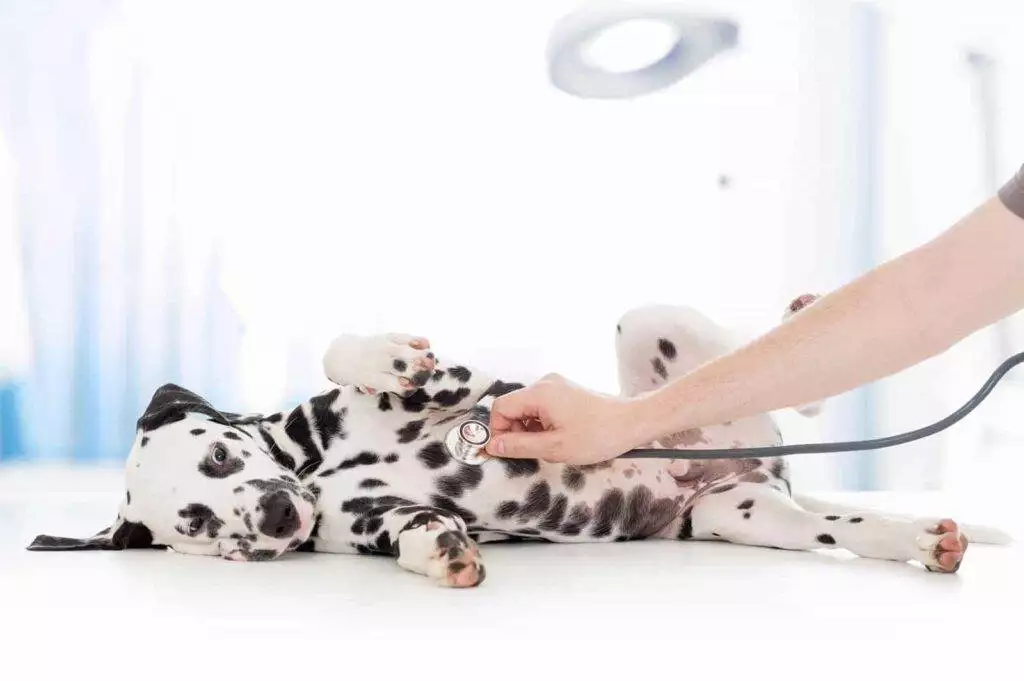 Tierarzt Konstanz Dr Von Haenisch Hund Wird Untersucht IStock 501917700