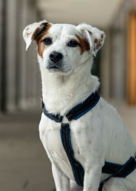 Oskar