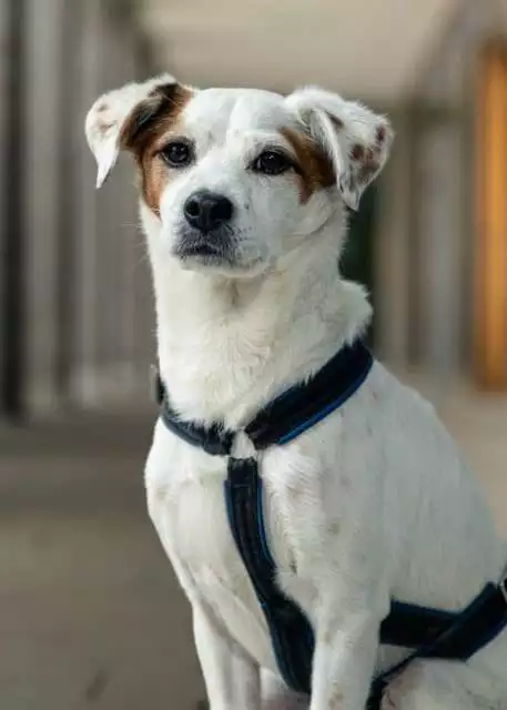Oskar