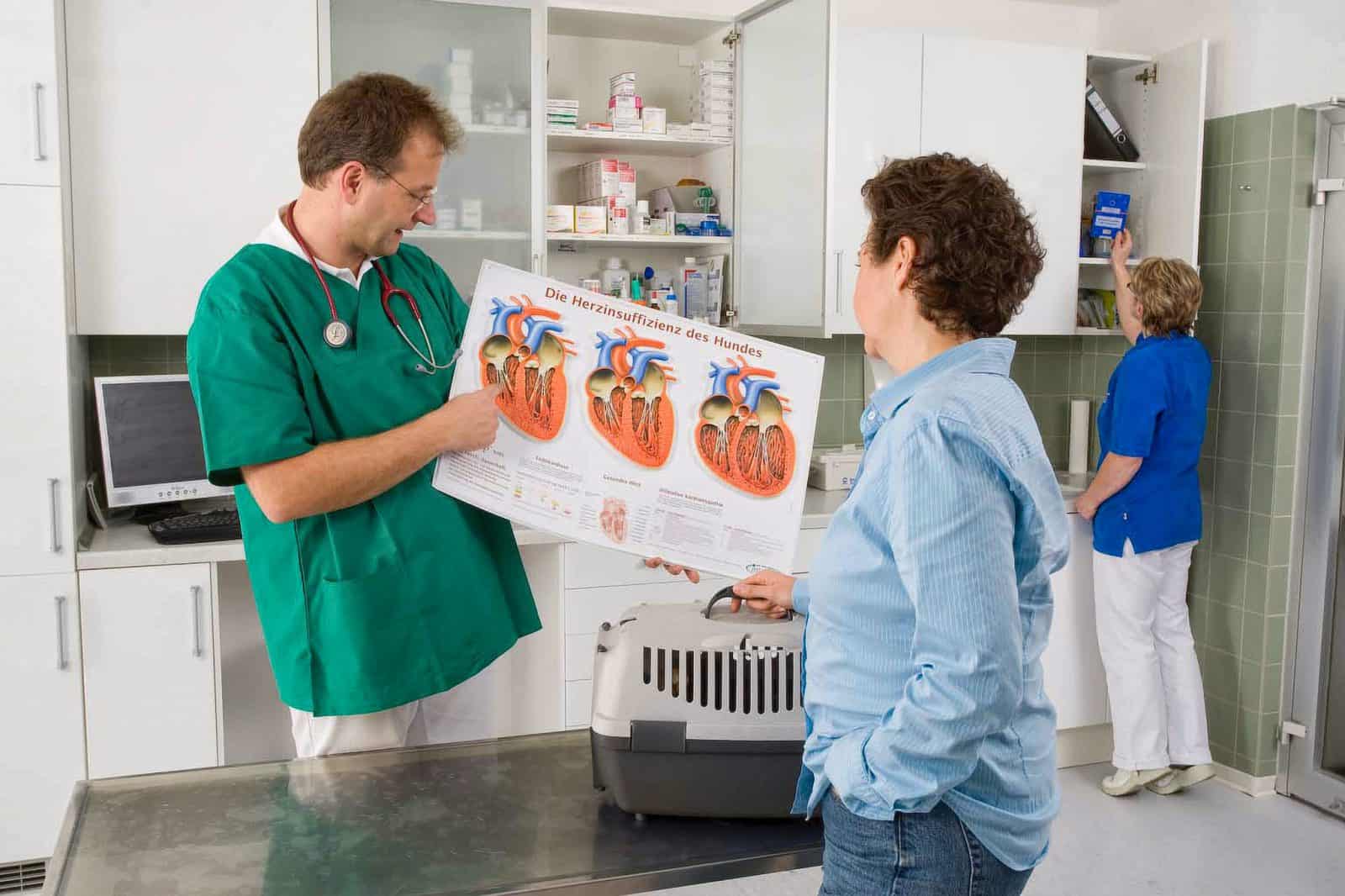 Tierarzt Konstanz Dr Von Haenisch Kardiologie 01