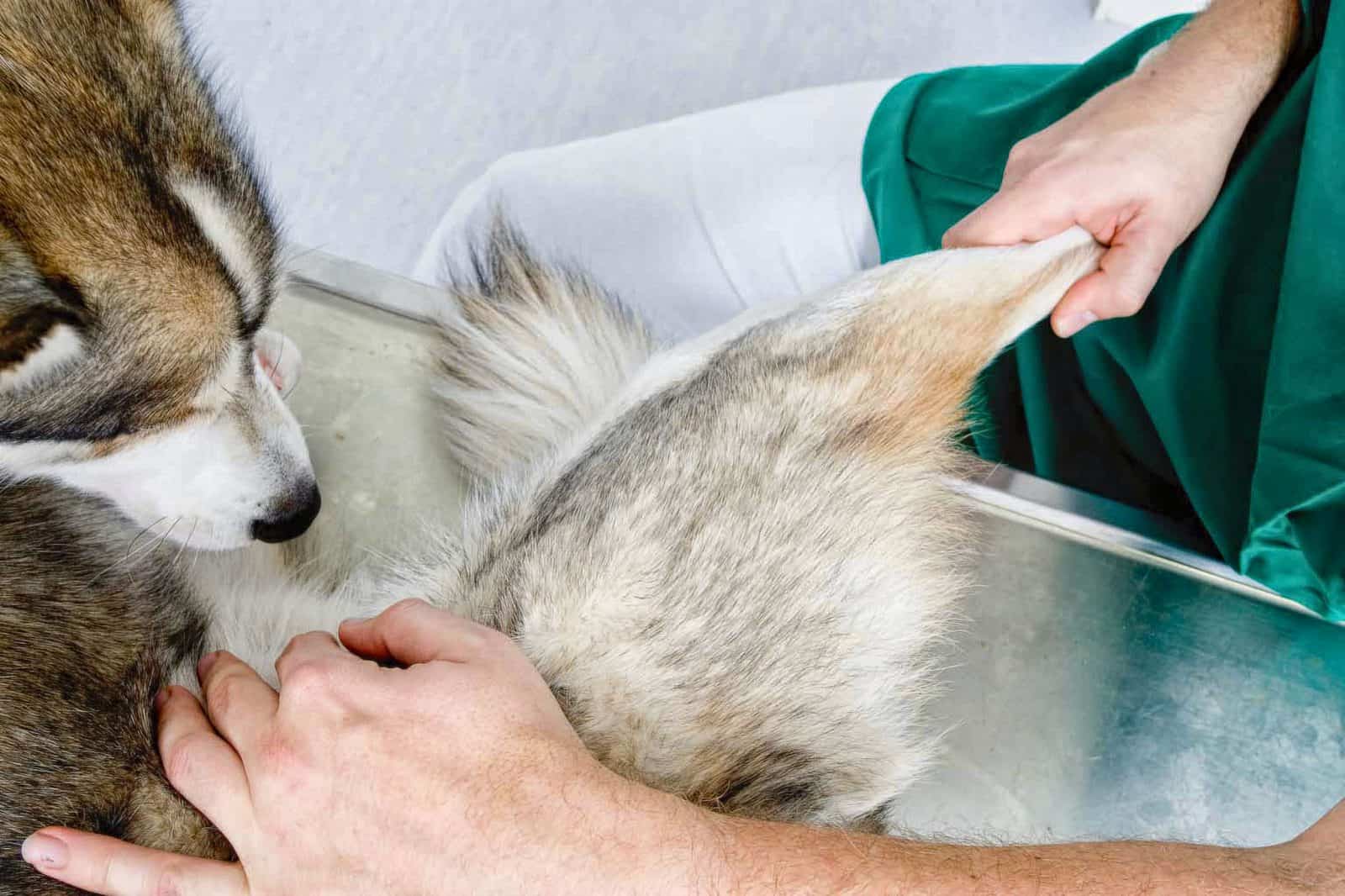 Tierarzt Konstanz Dr Von Haenisch Orthopaedie 02