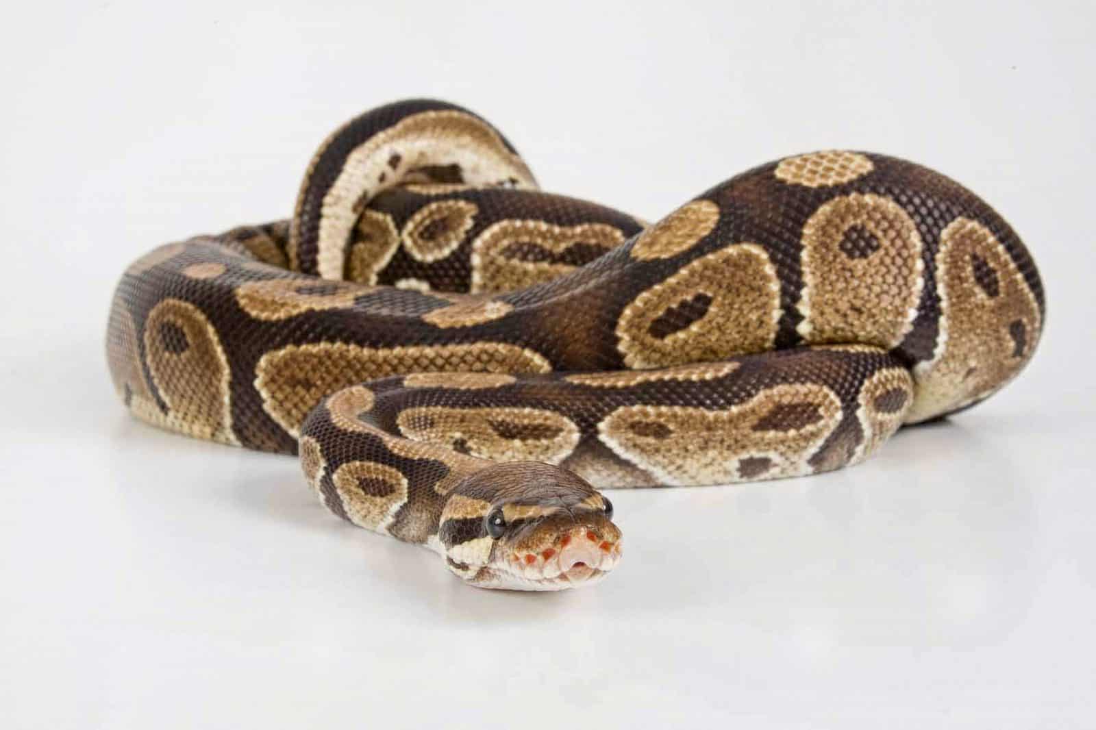 Tierarzt Konstanz Dr Von Haenisch Reptilien 01