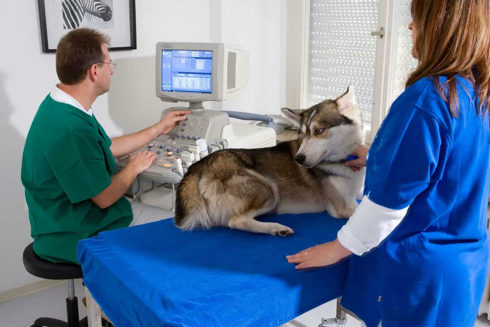 Tierarzt Konstanz Dr Von Haenisch Sonographie 02 Tierarzt Konstanz Dr Von Haenisch Sonographie 02