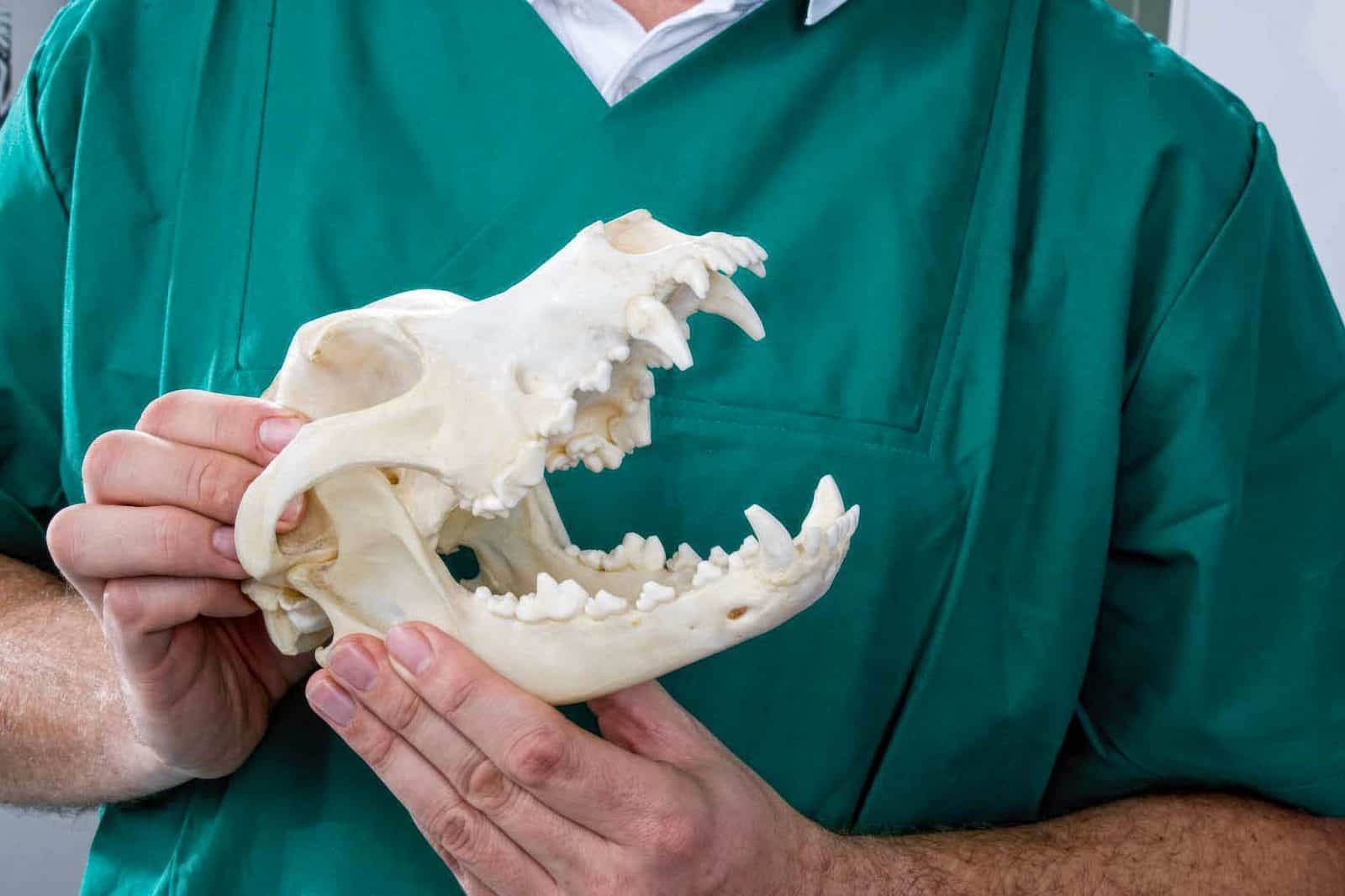 Tierarzt Konstanz Dr Von Haenisch Tierzahnheilkunde 02