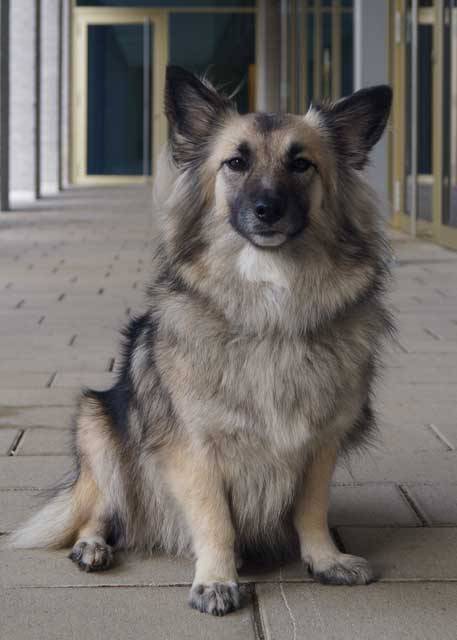 Tierarzt-Konstanz-Dr.-Christian-von-Hänisch–Luna Yuna